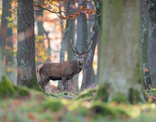 Majestic stag in autumn forest