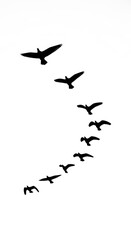 Obraz premium A stylized depiction of birds in flight, forming a graceful arc against a plain white background.