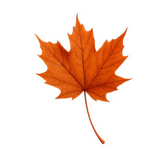 Obraz premium Autumn maple leaf in vibrant orange color isolated background
