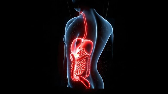 Human Digestive System Anatomy Animation Glowing Red Showing Esophagus, Stomach, Liver, Pancreas, Small and Large Intestine for Educational Medical Content