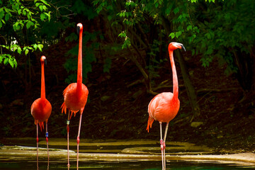 flamingo in the zoo