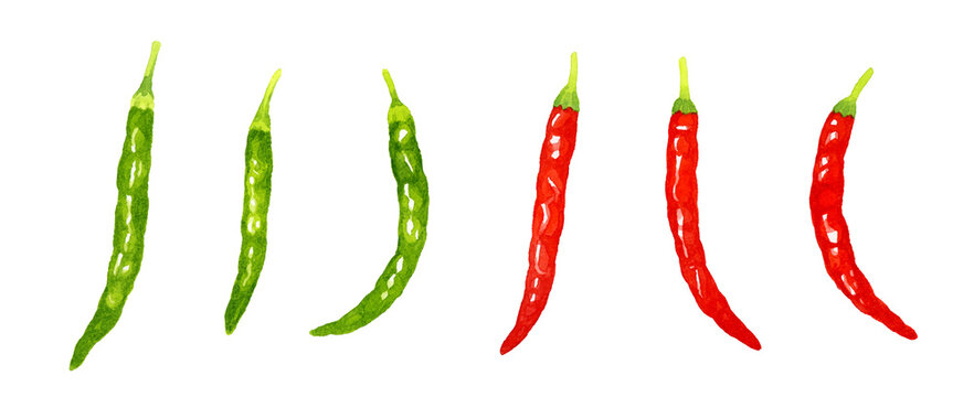 青唐辛子＆赤唐辛子のセット　野菜・薬味の手描き水彩イラスト素材
