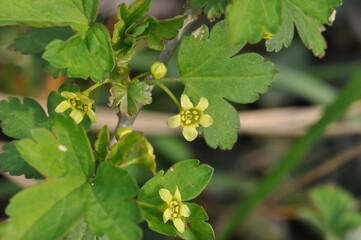 Ribes fasciculatum var. chinense, called Crow food summer tree in Korea, is a deciduous shrub. It bears small red berries in summer, growing in forests and valleys, valued for ecology and landscaping.