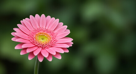 Obraz premium Captivating close-up of a vibrant pink Gerbera daisy, showcasing its intricate floral detail