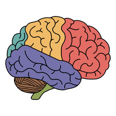 Brain anatomy with colored lobes. Human organ structure for education and science. Learning medical information.