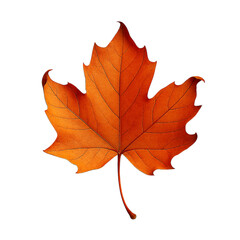 Fototapeta premium Autumn maple leaf isolated on black background in studio