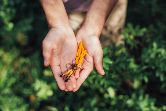 Child Hands holding vibrant orange mushrooms, Yellow Stagshorn