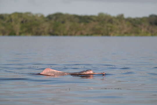 View to pink dolphing in lake in Mamirau&aacute; Reserve, Amazonas