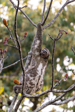 Beautiful view to three-toed sloth with baby on amazon tree