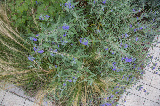 Insect friendly plant Caryopteris (Bartblume) with bees, purple flower