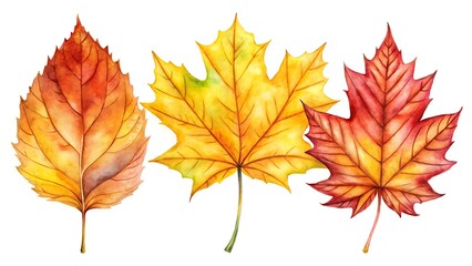 Fototapeta premium Watercolor autumn leaves isolated on white background showcasing vibrant fall colors and intricate details of each leafs unique shape and texture