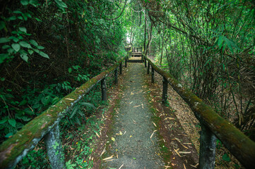 Obraz premium Scenic Pathway Through Lush Greenery Near Hot Springs in Chiang Mai
