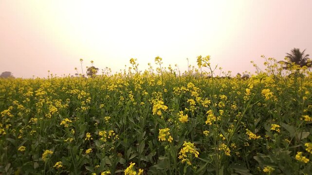 Yellow mustard flowers (Sarso) blow gently in the wind, rural land filled with vibrant canola flowers. India