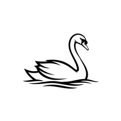 two swans on the water