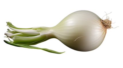 Fresh white onion with vibrant green stems, ready for culinary creation and healthy eating