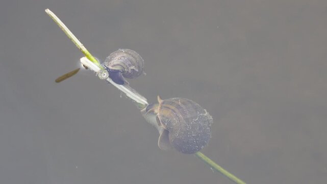 two freshwater snails, likely either Apple Snails (Pomacea canaliculata) or Great Pond Snails (Lymnaea stagnalis), on an aquatic plant stem. 