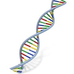 A detailed three-dimensional representation of a double helix structure, showcasing the color-coded genetic components.