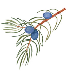 Watercolor juniper branch with berries, hand-painted. Perfect for greeting cards, invitations, patterns, wall art, holiday designs, and botanical projects.