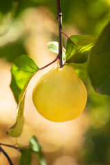 Quince grows on tree in an organic garden. Harvest concept. Vitamins, vegetarianism, fruits....
