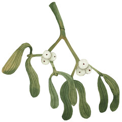 Watercolor mistletoe branch, hand-painted. Perfect for Christmas cards, holiday decorations, invitations, patterns, wall art, and festive designs.