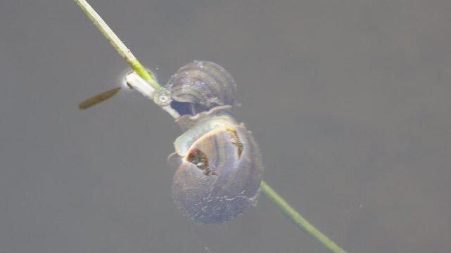 two Great Pond Snails (Lymnaea stagnalis) on an aquatic plant stem, submerged in water. 