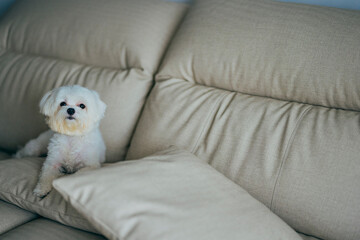 A white Maltese dog sits quietly on a beige sofa, creating a cozy and homely atmosphere,...