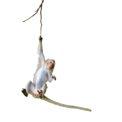 Selbstklebende Fototapeten Affe Primates mammals front view brown monkey or Macaca is dangling, looking like Tarzan on a branch, about to fall from tree. Material for creative, isolated on white background, clipping path transparent  © sompao