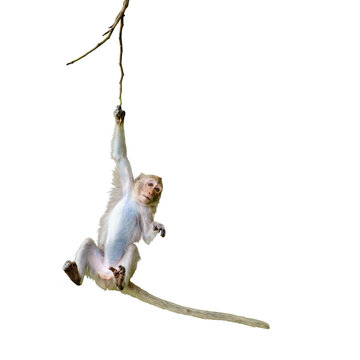 Primates mammals front view brown monkey or Macaca is dangling, looking like Tarzan on a branch, about to fall from tree. Material for creative, isolated on white background, clipping path transparent