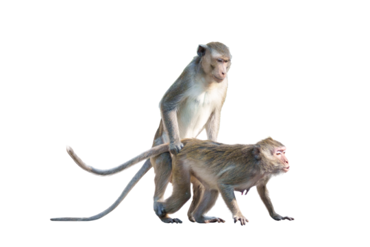 Moment, Macaca or Male monkeys, female monkeys are make love and breed in the mating season in natural forest park with love and warm. Material for creative. Isolated background with transparent.