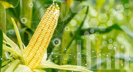 Smart Agriculture. Corn Crop with Digital Technology Overlay