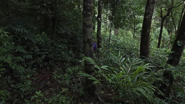 A cinematic drone pan shot shows tourists hiking amidst dense trees in a dense Indian forest