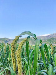 Millet Crop Field with Heavy Grain Bunches Ready for Harvest in Mountain Valley