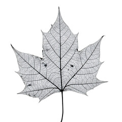 Fototapeta premium Monochrome Maple Leaf Detail isolated on transparent background