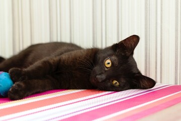 Naklejka premium Adorable Black Kitten is Relaxing on Soft Plaid and Playing with Toy. Captivating Feline Portrait.
