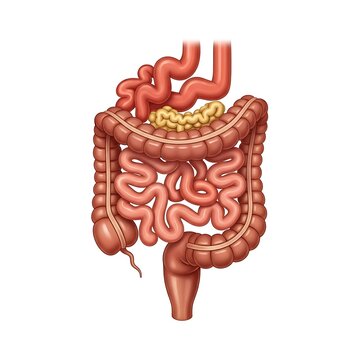 Detailed human digestive system anatomy with intestines stomach and pancreas detailed medical illustration