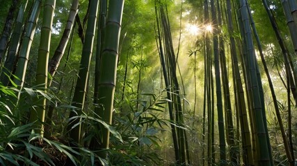 Fototapeta premium Serene bamboo forest with sunlight filtering through tall stalks, creating a tranquil atmosphere
