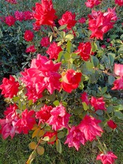 Vibrant Red Rose Bush in Full Bloom
