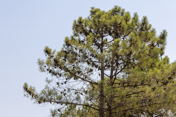 Obraz premium Maritime pine showing numerous cones against blue sky