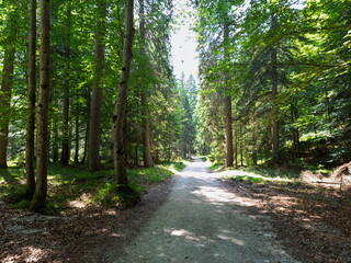 Hiking in Valbona - Cortina d'Ampezzo - Italy