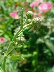 Green plant with flower buds in the sunlight