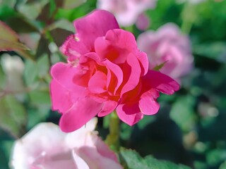 Vibrant Pink Rose in Bloom, Softly Lit by Sunlight