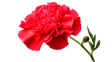 Vibrant red carnation bloom radiates passion, symbolizing love and beauty for any occasion