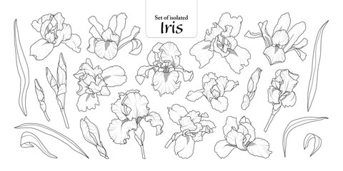 Set of isolated iris flower on transparent background, Botanical illustration in black outline and white plain, hand-drawn style.