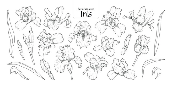 Set of isolated iris flower on transparent background, Botanical illustration in black outline and white plain, hand-drawn style.