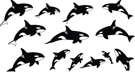 Silhouette orca whales swimming, breaching, and diving in ocean, marine wildlife, black and white vector