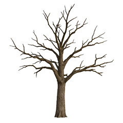 Obraz premium silhouette of a tree