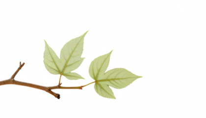 Green leaves on branch against white background  