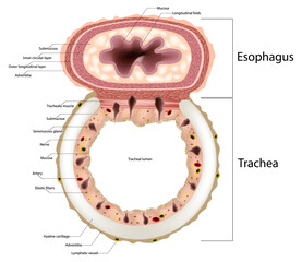 Human Trachea and Esophagus Cross Section Anatomy Illustration. Histology of Trachea and Esophagus Layers Medical Diagram. Microscopic Structure Educational Illustration