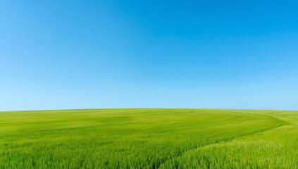 Obraz premium A wide open landscape featuring a vibrant green meadow under a clear blue sky. Fresh grass fields bathed in bright natural light create a clean and minimal background, ideal for website design, presen