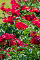 Bright red peonies flourish in a serene garden, a celebration of nature's beauty under the sun
